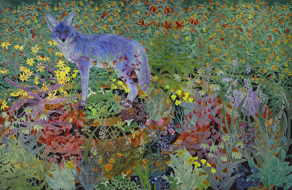 Coyote in the Oak Manor Labyrinth 