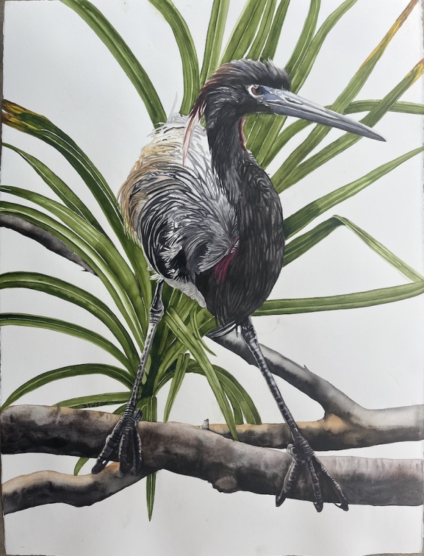 Percher: Tricolored Heron