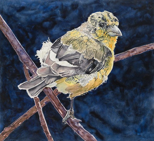 Molting Lesser Gold Finch