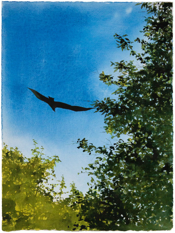 Soaring