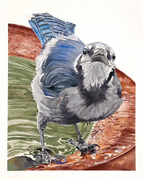 Juvenile Blue Jay