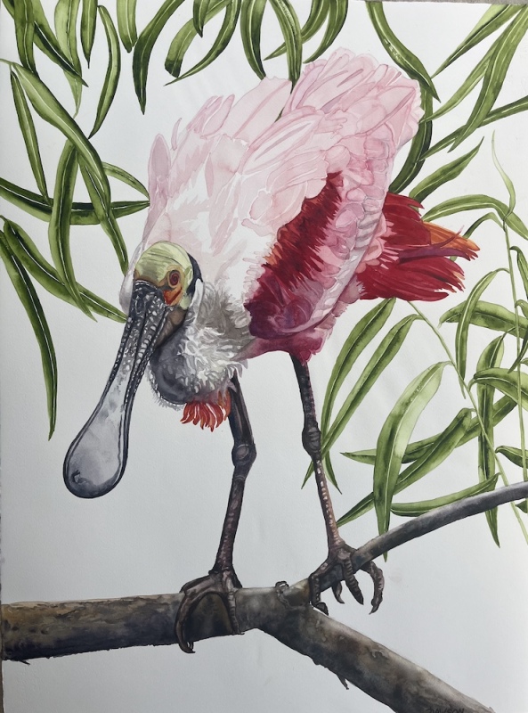 Percher: Roseate Spoonbill