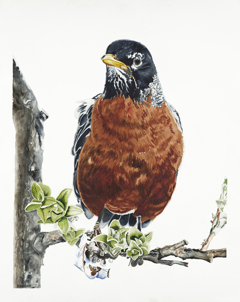 American Robin