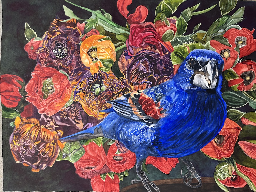 Blue Grosbeak Celebrates the Fiesta