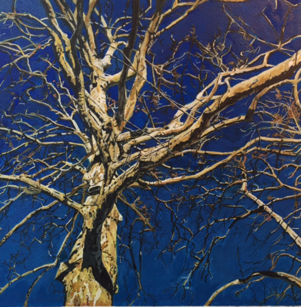 American Sycamore