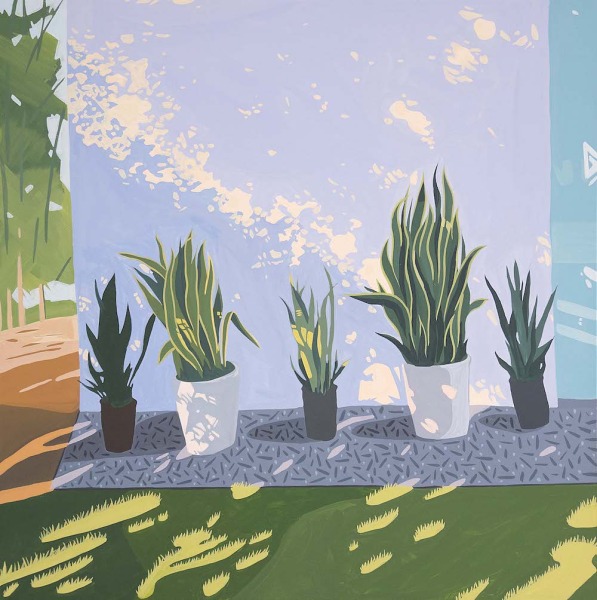 Five Snake Plants