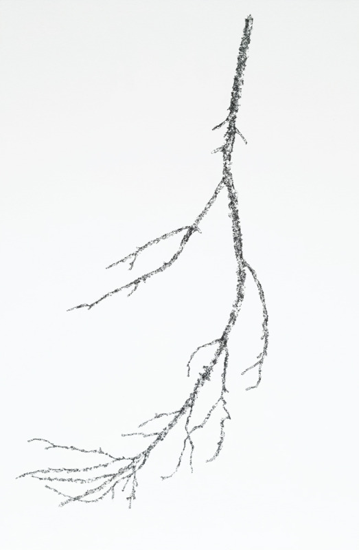 14,354 Bits of Bark From a Tree