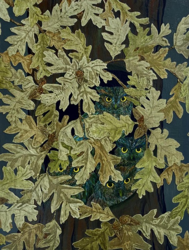 Western Screech Owl Watchers