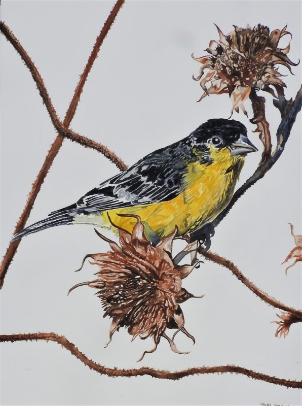Thistle-Swinging: Lesser Goldfinch