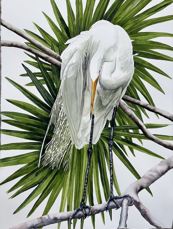 Percher: Great Egret