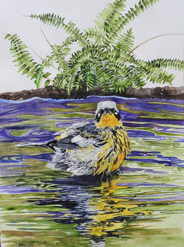Wet Magnolia Warbler