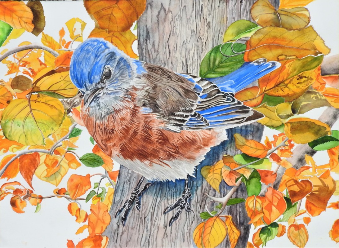 Bouncing: Bluebird