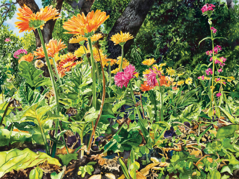 Zilker Gerberas