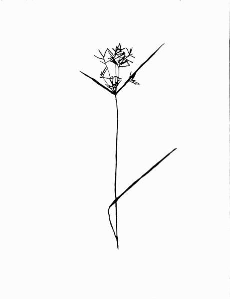Botanical No. 37