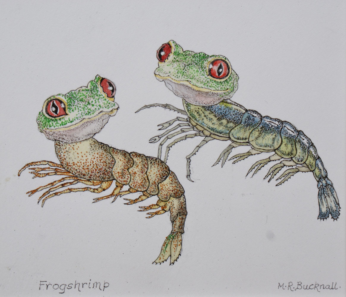 Frog Shrimp
