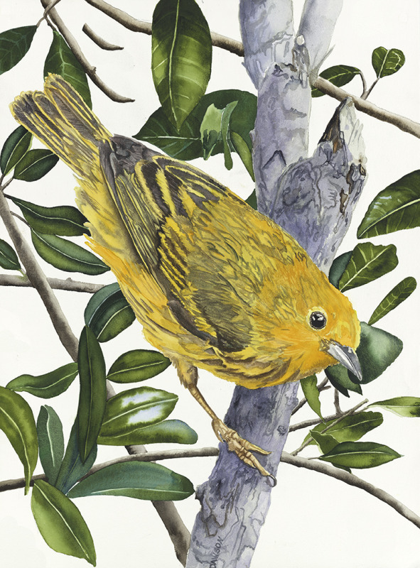 Yellow Warbler