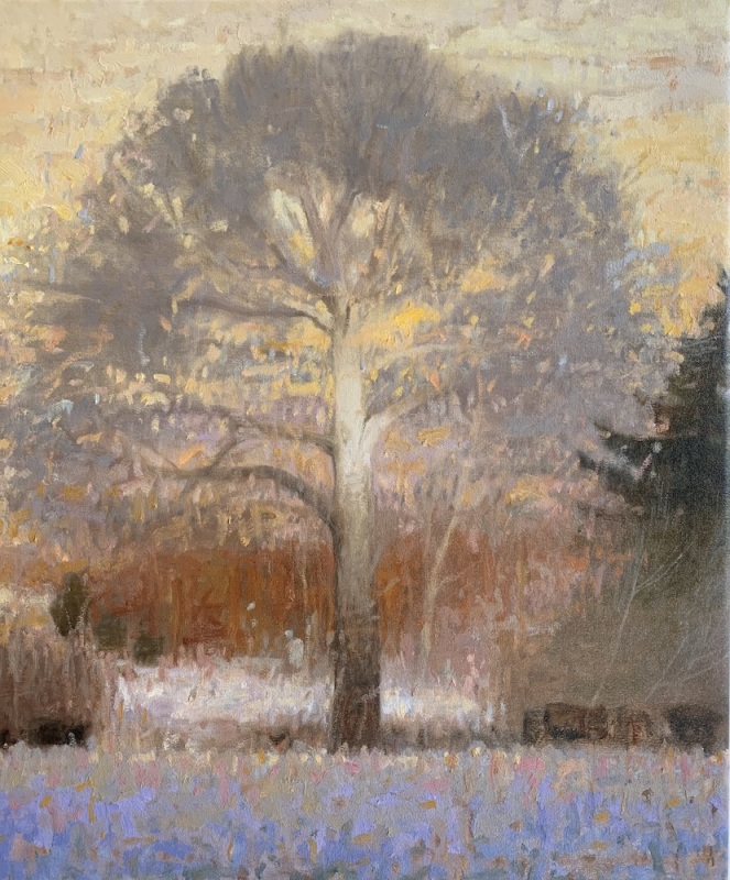 Old Sycamore
