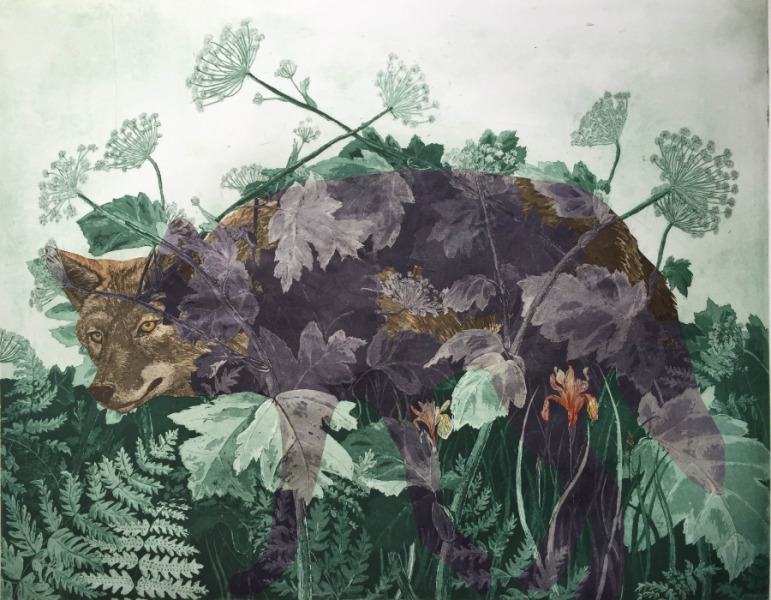 Coyote in Cow Parsnip, Wood Fern and Iris