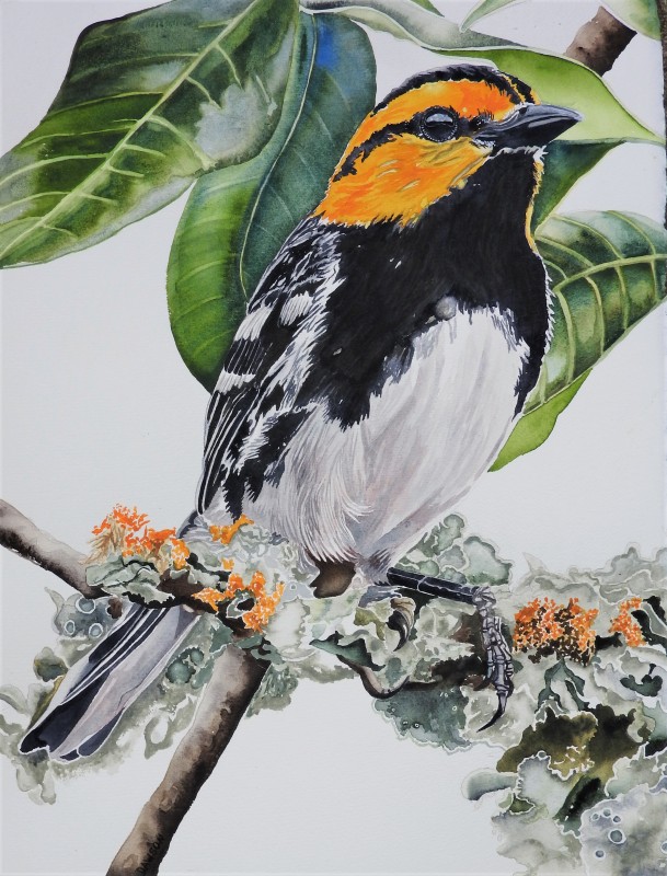 Greg's Golden-Cheeked Warbler
