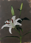 Lily