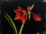 Amaryllis