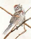 Tree Sparrow