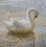 Swan