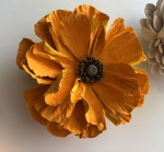 Orange Poppy #2