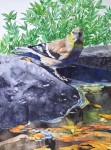 Reflecting: Goldfinch over Water
