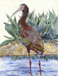 Wading: White-faced Ibis