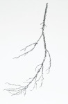 14,354 Bits of Bark From a Tree