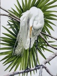 Percher: Great Egret
