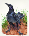 Grackle I