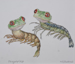 Frog Shrimp