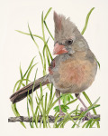 Female Cardinal IV