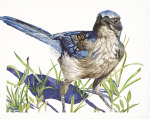 Scrub Jay