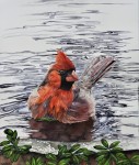 So Wet: Cardinal