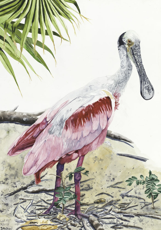 Roseate Spoonbill