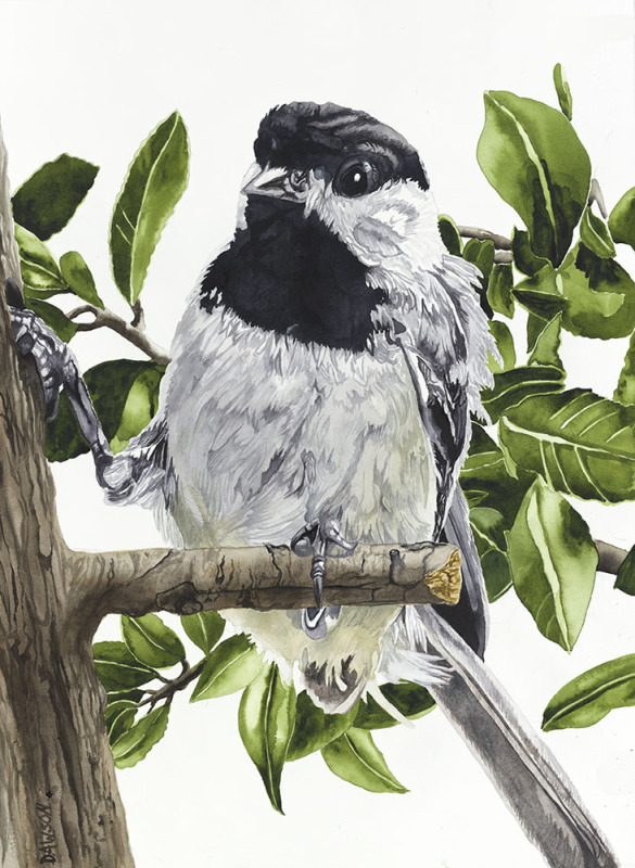 Chickadee: Toe Hold