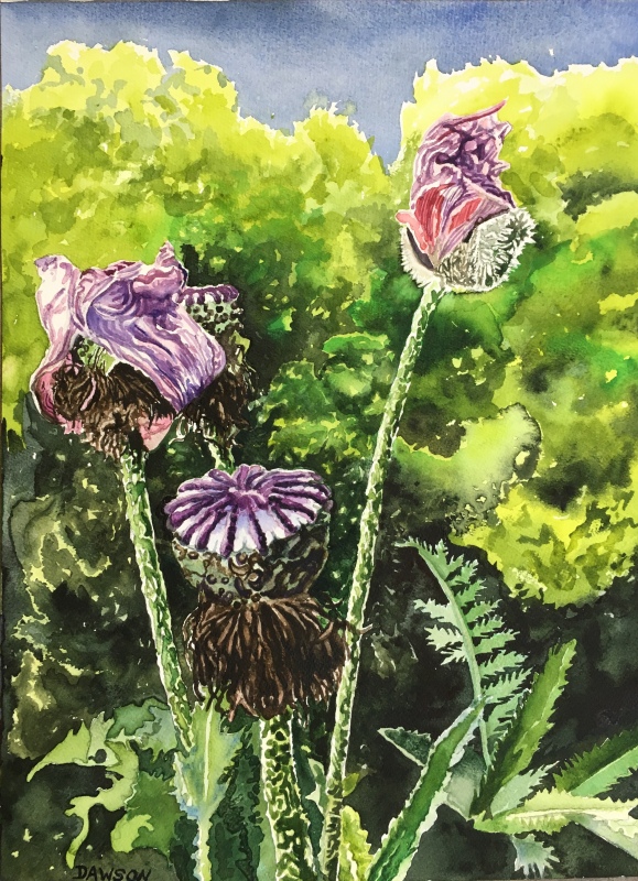 In the Fairy Forest III, Poppy Decline