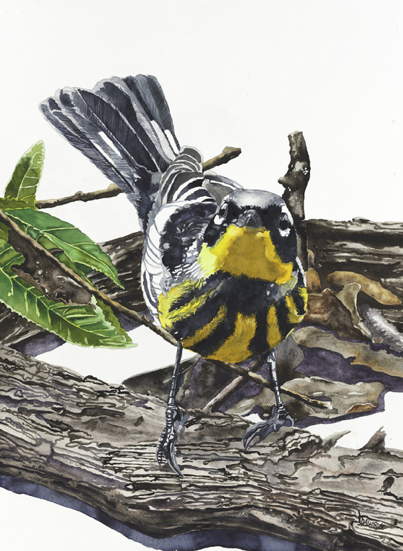Magnolia Warbler