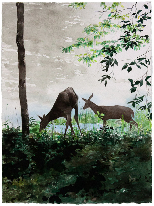 Yearling Watching
