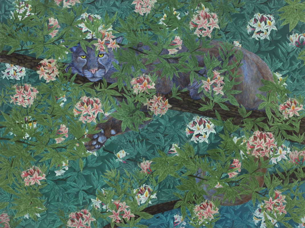 Mountain Lion in Western Azalea
