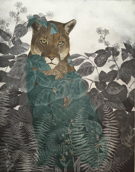 Mountain Lion in Elk Clover, Sword Fern and Stream Orchid