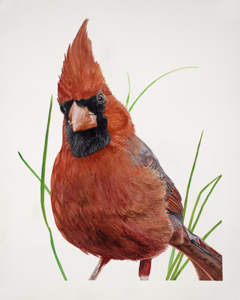 Munch the Male Cardinal