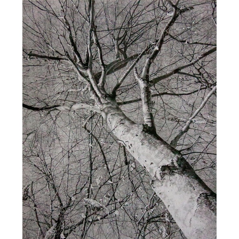 Looking up at a Splintered Sky