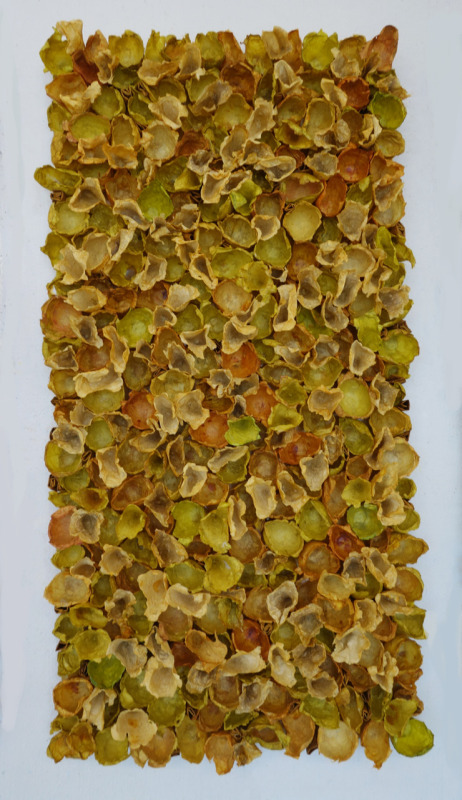 Field, Amber