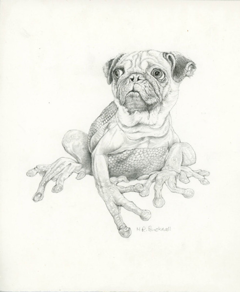 Frogdog