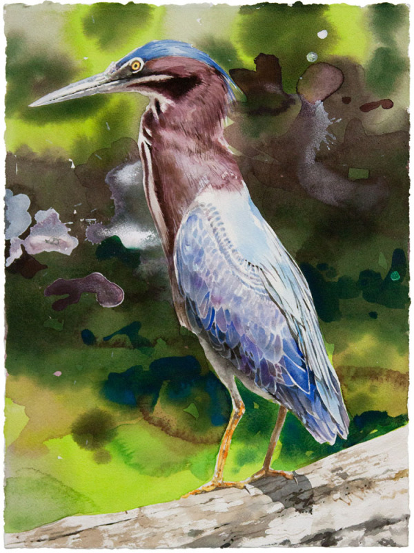 Green Heron